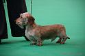 Crufts2011_2 506